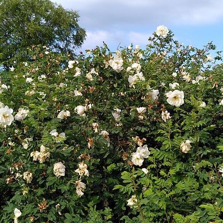 Lilla Mysstuga I Havsnaera Varberg Eksteriør billede